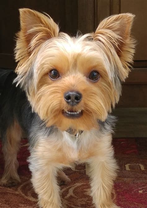 picture yorkie|More.